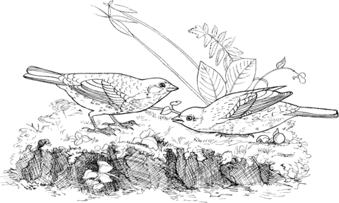 Two Fox Sparrows Coloring Page